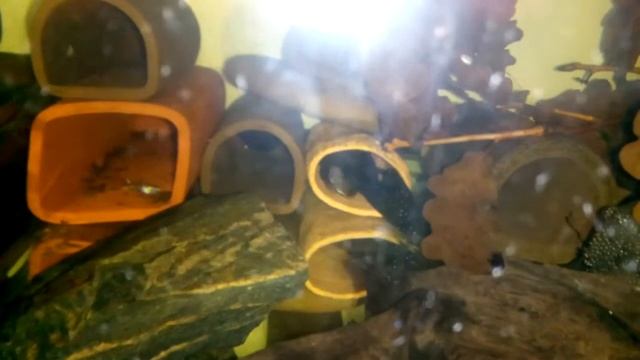 Ancistrus L-183 And Ancistrus L-181