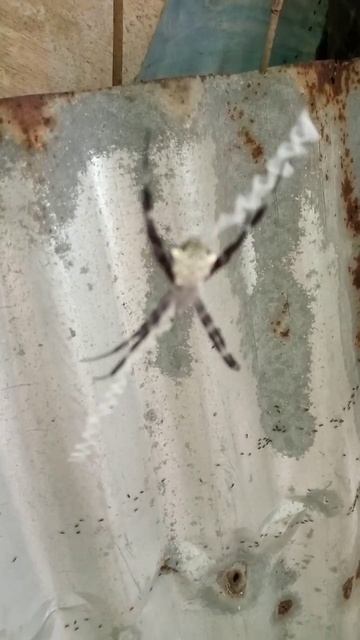 The Spider And black ant colony #viral #trending #viralshorts #satisfying #spider #ants смотреть онлайн