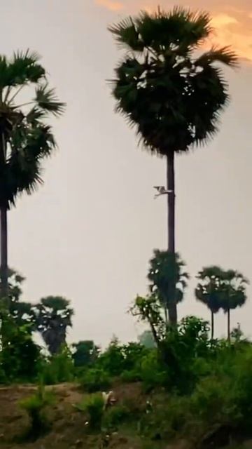 Bird Voice #short#todayatapple смотреть онлайн