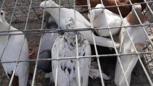 Туркменистан. Туркменабат  голубиный базар.17.07.2024."Чарджоу".🕊🕊🕊.