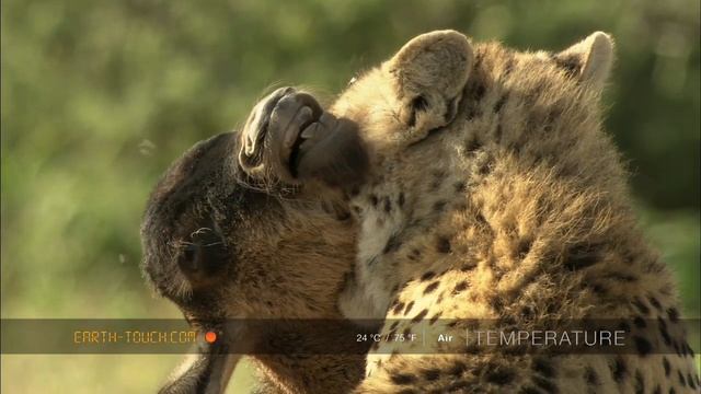 Cheetah kills wildebeest calf смотреть онлайн