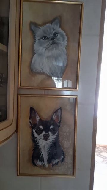 Наши цветы! Чихуахуа Пулька, шотландская кошка Буня и шиншилла Боцман. 15.06.2022. смотреть онлайн