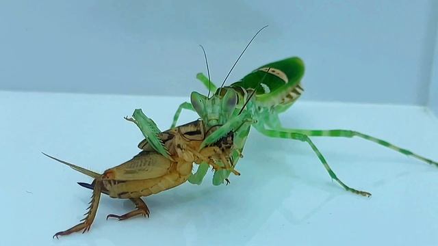漂亮的眼斑螳螂捕食,Beautiful eye spot Mantis prey смотреть онлайн
