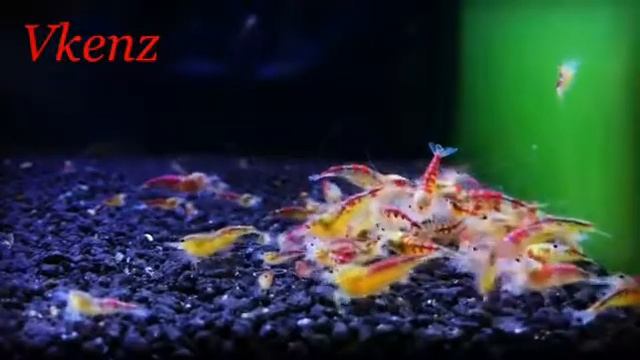 Red calceo bee смотреть онлайн