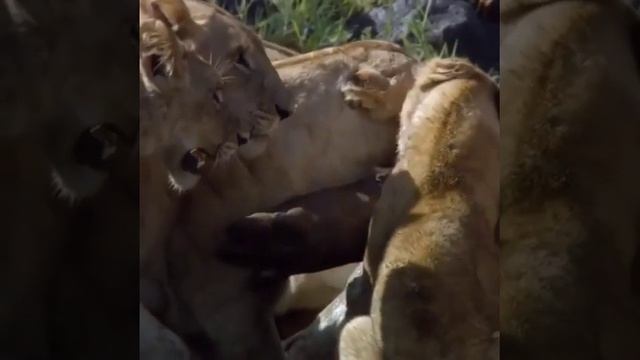 ЛЕВ ОТГОНЯЕТ КРОКОДИЛОВ ОТ СВОЕЙ ДОБЫЧИ . смотреть онлайн