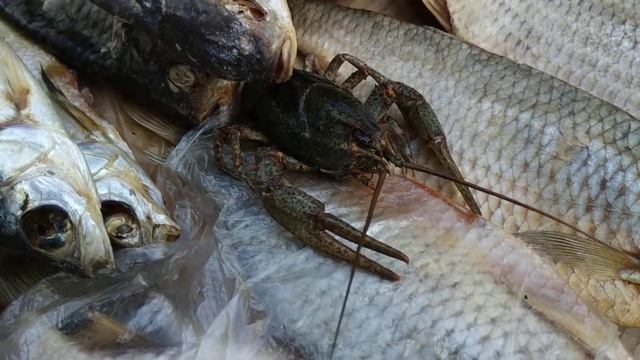 Рак 1Липецк 11.09.2021 смотреть онлайн