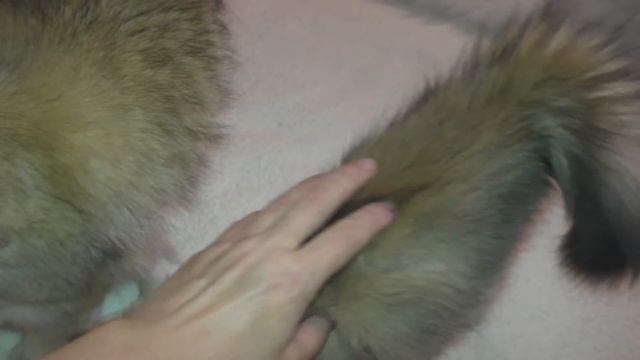 Кот Кося папа и его дочка, кошечка малышка Оля смотреть онлайн