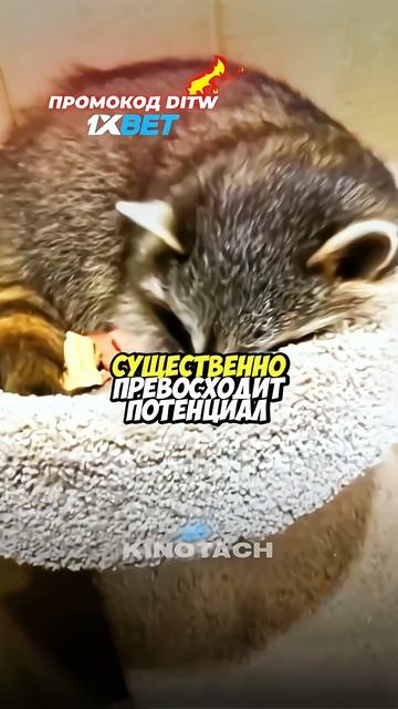 Енот неожиданно подружился с человеком! #shorts смотреть онлайн
