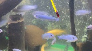 Голобой Пиндани ( продажа!) он же Псевдотрофеус Соколова