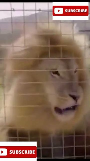 Lion and Tiger Jungle Sher Lion Life 17 смотреть онлайн