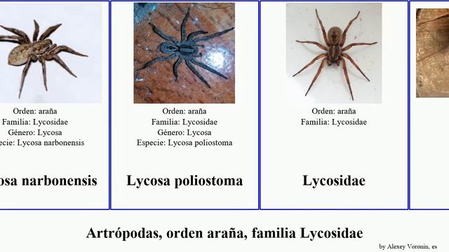 Artrópodas, Orden Araña, Familia Lycosidae Pardosa Arctosa Alopecosa Lycosa Animal Raptor Agricola