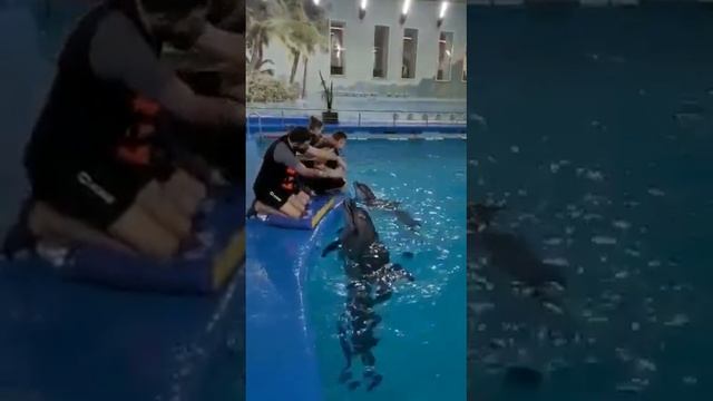 Мы в Дельфинарии/ я испугалась дельфинов смотреть онлайн