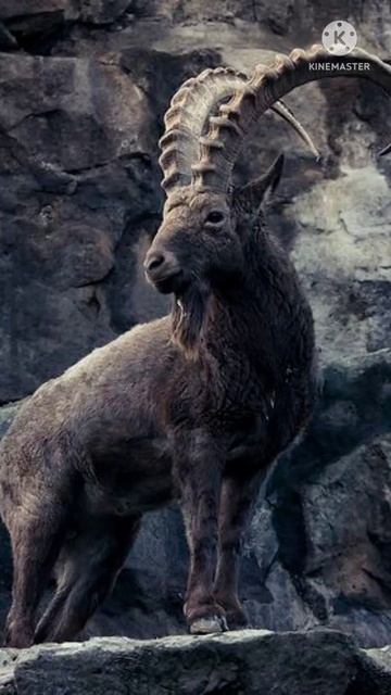 The mouflon มูฟลอน смотреть онлайн