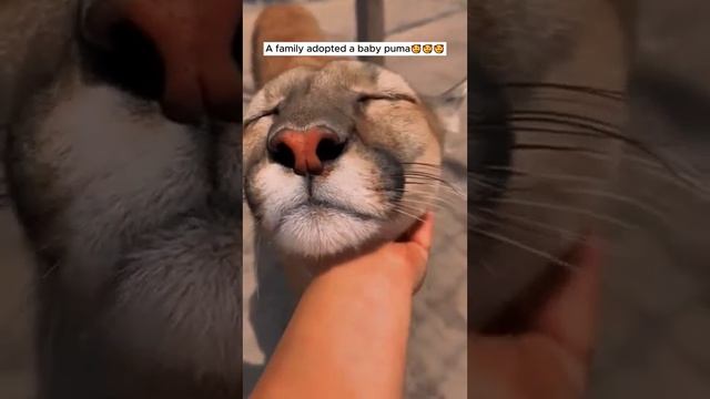 A family adopted a baby puma#rescue #animalrescue смотреть онлайн