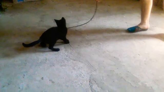 Все танцуют хвостами (Пират ставьте лайк :-) смотреть онлайн