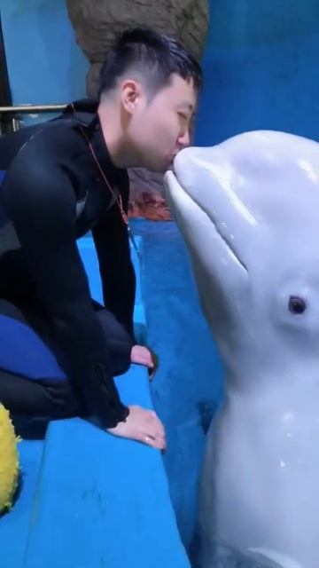 Beluga whale смотреть онлайн