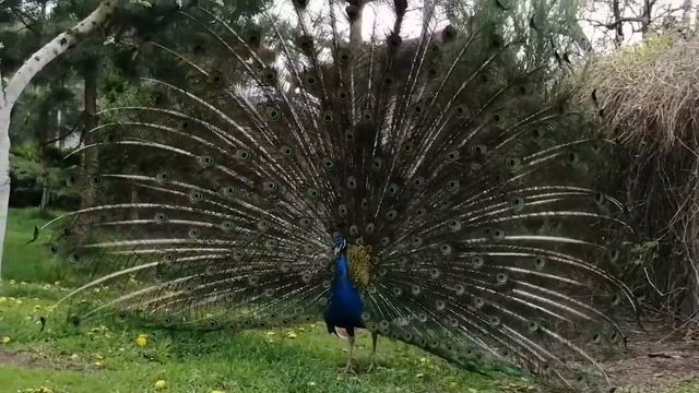 Павлин🦚🦚🦚 смотреть онлайн
