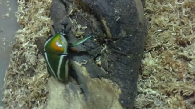HD Dicronorhina derbyana﻿ derbyana (layardi) from Kingdom of Beetle Taiwan (origin :Tanzania).MP4 смотреть онлайн