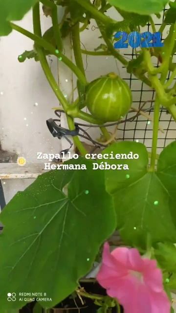 Resultado de la Polinizacion Manual del zapallo смотреть онлайн