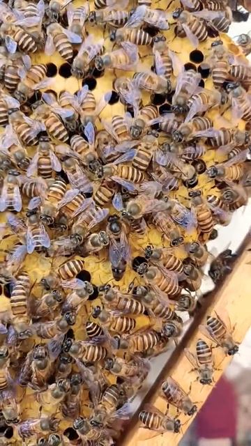 Chúa mới đep #kythuatnuoiong #chantangongnoi #onggiong смотреть онлайн