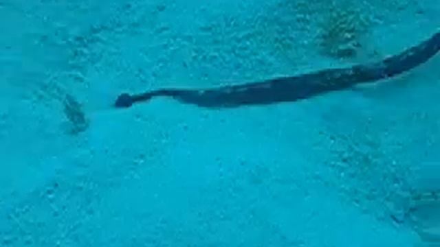 Seahorse and Pipe Fish смотреть онлайн