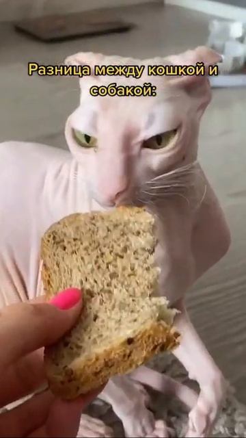 Кошка или собака 🤣🙈 смотреть онлайн