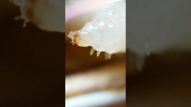 Macro pupa Neoponera villosa смотреть онлайн