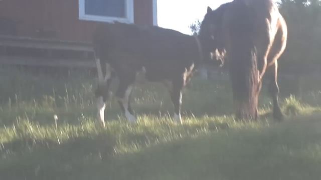 big horse small cow.. смотреть онлайн