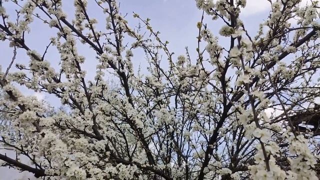 Юлія Соловей - А ти сій квіти смотреть онлайн