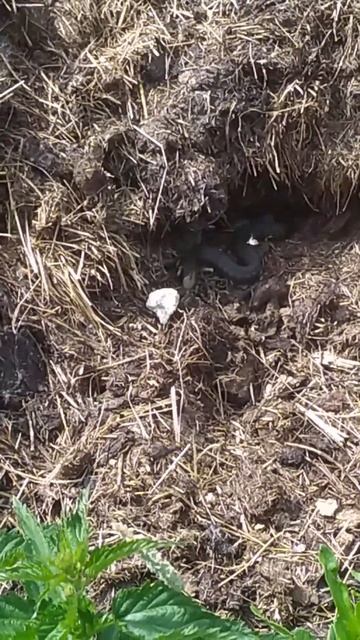 в заречье очень много ужей и змей смотреть онлайн