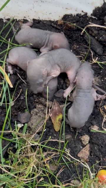 Found these babies in our backyard. Looks like baby moles смотреть онлайн
