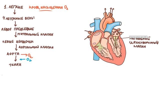 Физиология сердечно сосудистой системы