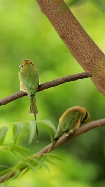 Green bee-eater #birds #family #nature #viral #wildlife смотреть онлайн