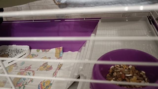 Крыски: Обзор клетки,новое жилье для моих мальчиков.🐀🐀🐀🐁 смотреть онлайн