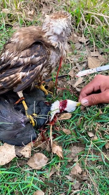 Amazing hunting with sparrowhawk water hen hunting #shikra смотреть онлайн