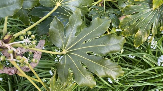 Paperplant (Fatsia japonica) - leaf - March 2024 смотреть онлайн
