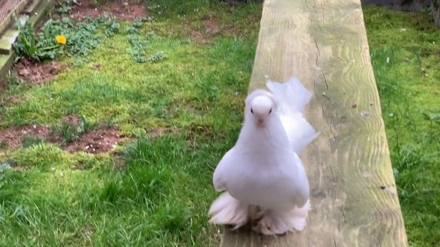 Статные голуби Maier Alexander.Tel: +4915150044870 /Deutschland/ смотреть онлайн