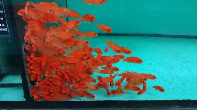 Metriaclima estherae super red смотреть онлайн