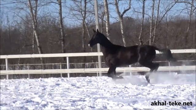 Akhal-teke stallion SHIRVANI-SHAEL смотреть онлайн