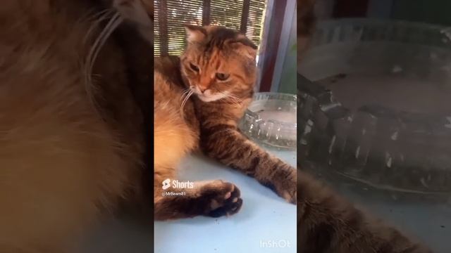 КУМИ говорит 5. (куми в переводе с японского медведь). смотреть онлайн