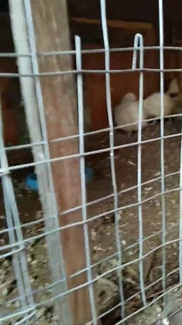 перепелка смотреть онлайн