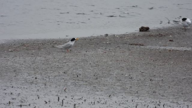 Little Tern, Fraticello (Sternula albifrons) смотреть онлайн
