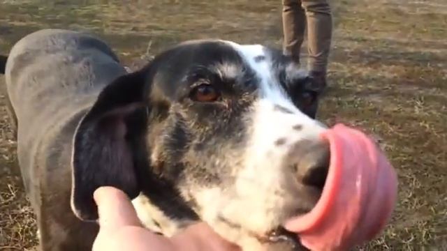 Приключения собаки Юли / часть 2 | еще один адский slowmo смотреть онлайн