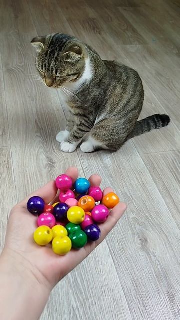 🐱 Cat Barsik 🖍 Marbles 🔴 Reverse Video #reversevideo #marblerunandmore #cat #funny смотреть онлайн