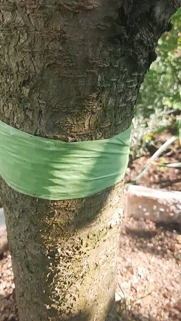 Способ избавиться от муравьев на растениях #shorts смотреть онлайн