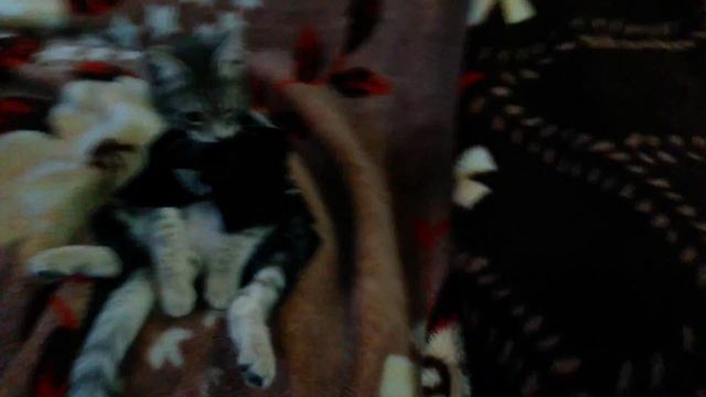 ОбКуРеНыЙ кот смотреть онлайн