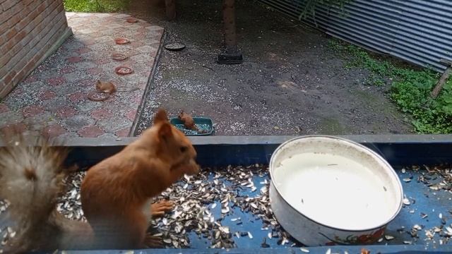Кормящие белки радуют.Карта на корм бельчатам2202 2062 6013 7323.