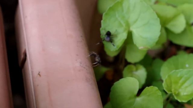 アオオビハエトリ смотреть онлайн