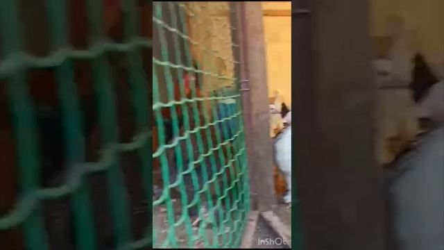 КУРЫ ПОРОДЫ БРАМА: КУРОПАТЧАТАЯ, ПАЛЕВАЯ,СВЕТЛАЯ (КОЛУМБИЙСКАЯ) #куры#породыкур смотреть онлайн