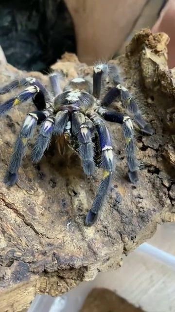 Тарантул 🕷️ смотреть онлайн